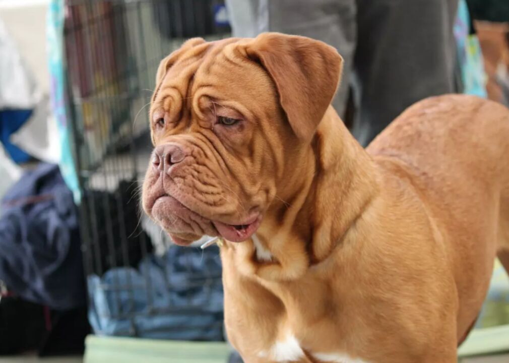 #70. Dogues de Bordeaux